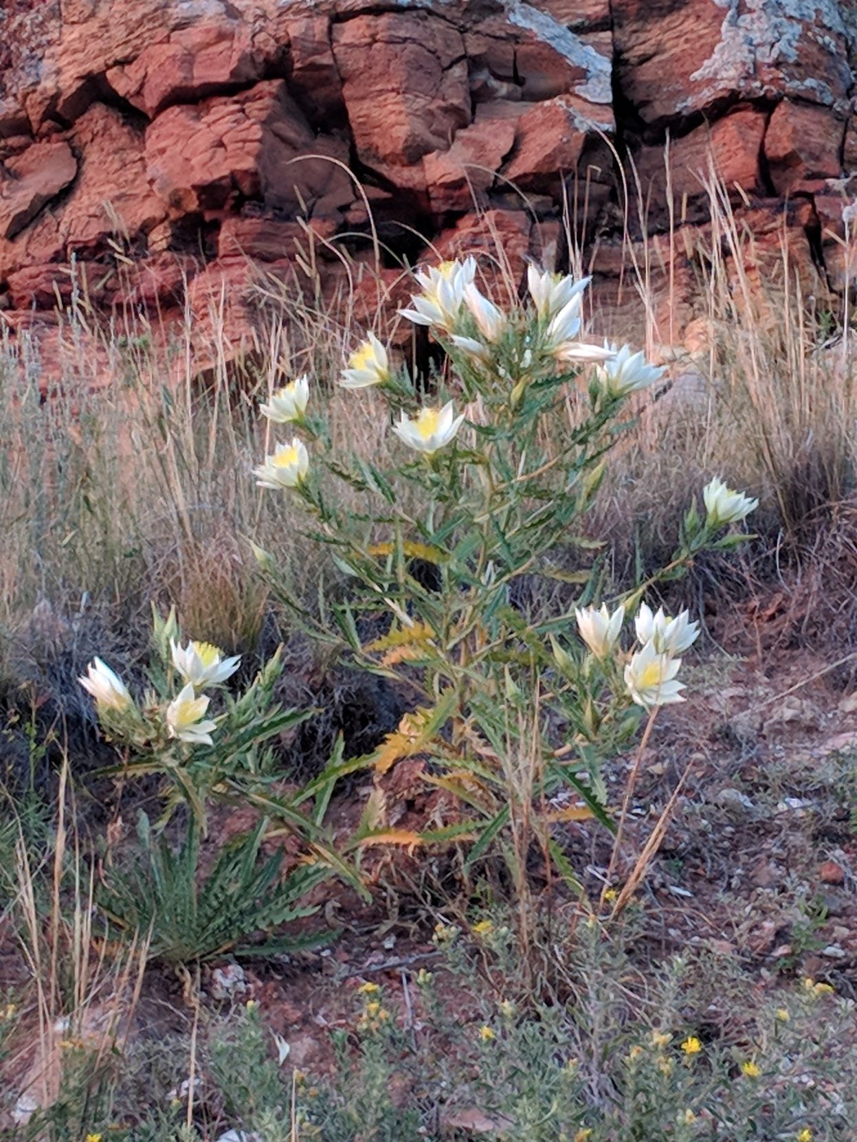 Scoria Lily